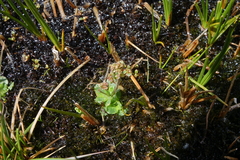 Micranthes foliolosa