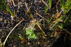 Micranthes foliolosa