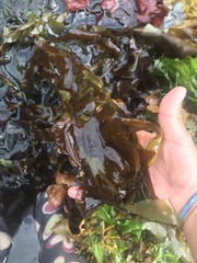 Desmarestia herbacea