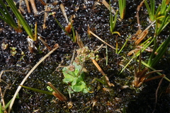 Micranthes foliolosa