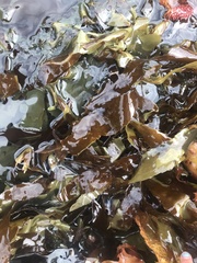 Desmarestia herbacea