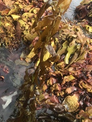 Desmarestia herbacea