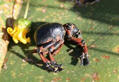 Brachycerus globosus