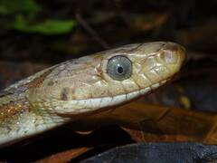 Pseudelaphe flavirufa