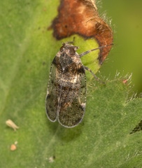 Cixius cunicularius
