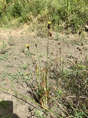 Xyris ambigua