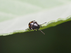Bagrada hilaris