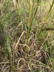 Xyris ambigua