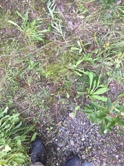 Sabulina dawsonensis