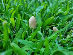 Coprinellus micaceus