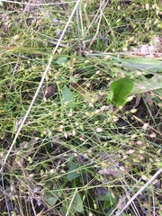 Sabulina dawsonensis