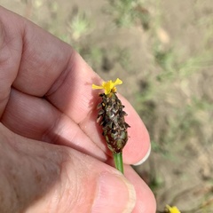 Xyris ambigua