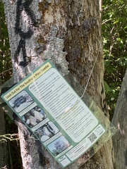 Dendroctonus frontalis