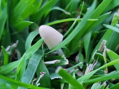 Coprinellus micaceus
