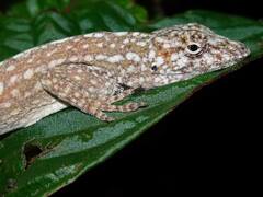 Anolis utilensis