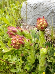 Sempervivum heuffelii