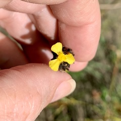 Xyris ambigua