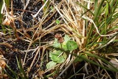 Micranthes foliolosa