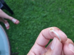 Coprinellus micaceus