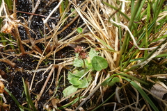 Micranthes foliolosa