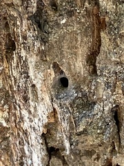 Dendroctonus frontalis