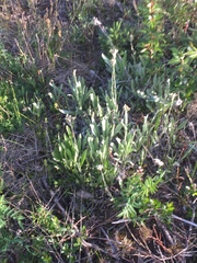 Antennaria pulcherrima