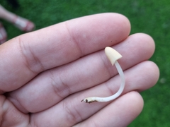 Coprinellus micaceus