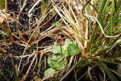 Micranthes foliolosa