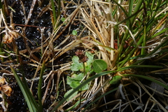 Micranthes foliolosa