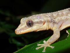 Phyllodactylus palmeus