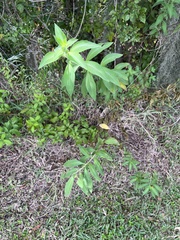 Psychotria tenuifolia