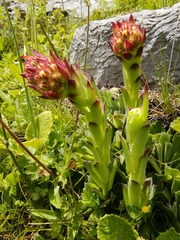 Sempervivum heuffelii