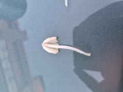 Coprinellus micaceus