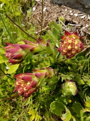 Sempervivum heuffelii