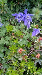 Aquilegia alpina