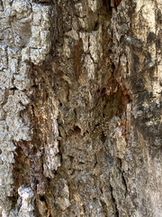 Dendroctonus frontalis