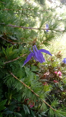 Aquilegia alpina