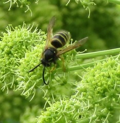 Dolichovespula norwegica