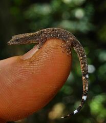 Sphaerodactylus poindexteri
