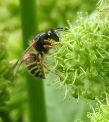 Dolichovespula norwegica