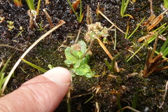 Micranthes foliolosa