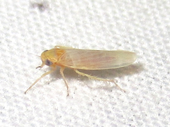 Balclutha neglecta