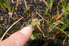 Micranthes foliolosa