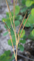 Conringia planisiliqua