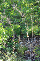 Conringia planisiliqua