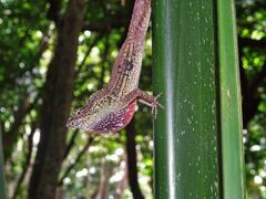 Anolis bicaorum