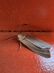 Pygarctia murina