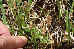 Micranthes foliolosa