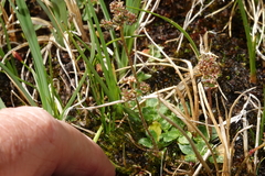 Micranthes foliolosa