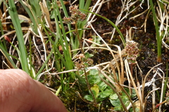 Micranthes foliolosa